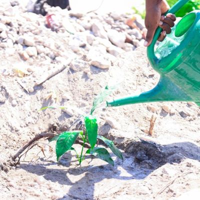 Environmental-Restoration-Reforestation-Impact