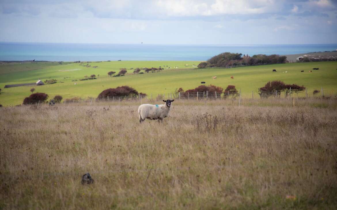 Integrating Livestock & Trees: A Sustainable Farming Model