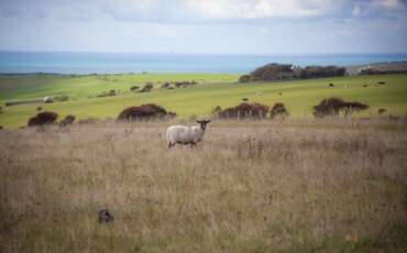 Integrating Livestock & Trees: A Sustainable Farming Model