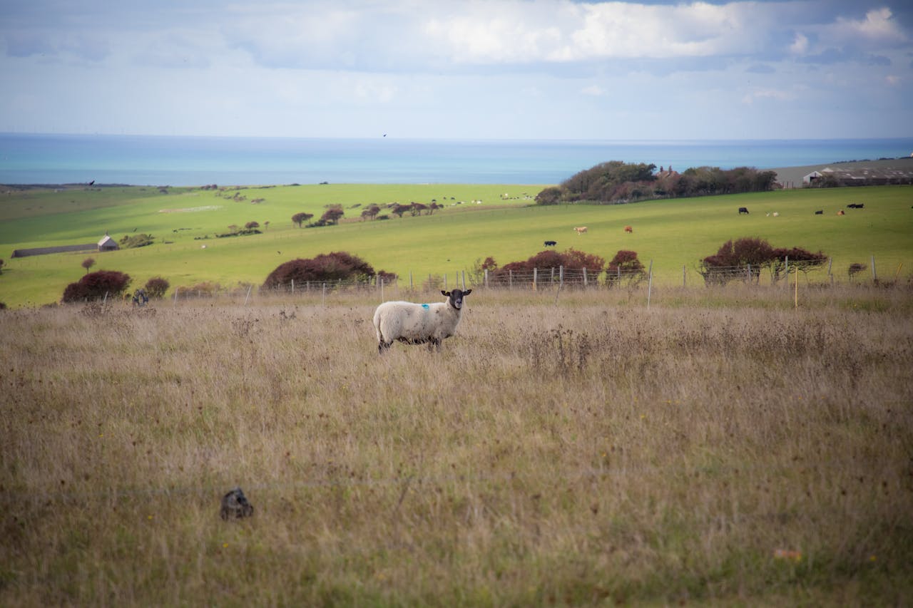 Integrating Livestock & Trees: A Sustainable Farming Model