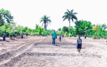 Mango Tree Planting Day & Training