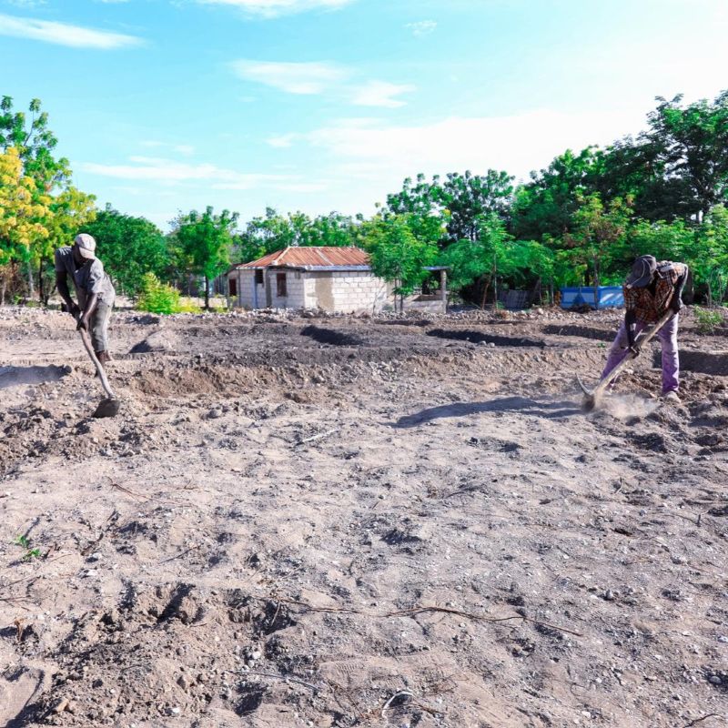 Rural Livelihoods & Income Impact